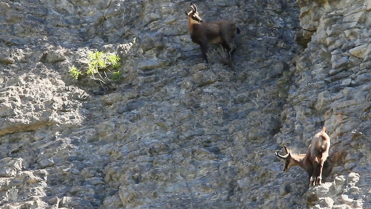 Chamois hésitent...