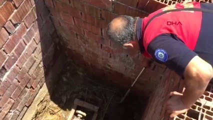 MUĞLA Yavru domuz kurtarıldı