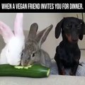 Funny rabbit and dog moments! when a vegan friend invites you for dinner