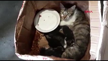 ÇANAKKALE Kedi ve yavruları, ağzı telle bağlı kolide ölüme terk edildi - 2