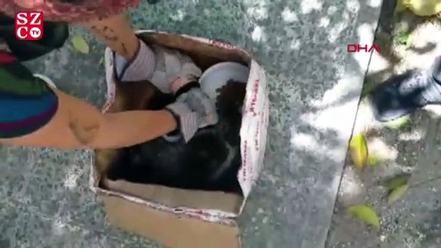 Kedi ve yavruları, ağzı telle bağlı kolide ölüme terk edildi