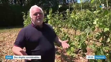 Intempéries : la grêle ravage les récoltes des agriculteurs