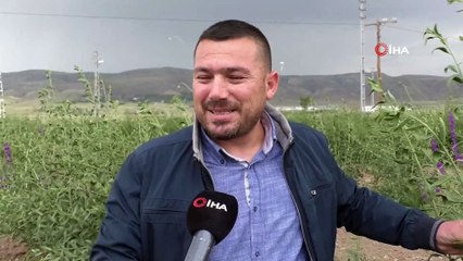 Çiftçiler Goji Berry hasadı için gün sayılıyor