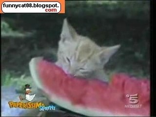 ~~CRazy Cat On Action~~Very Crazy