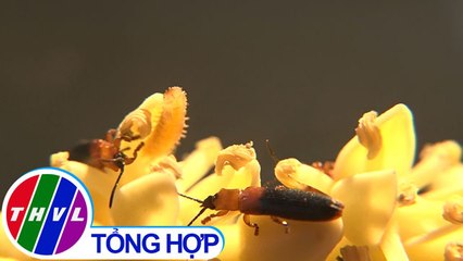 THVL | Phóng sự: Cảnh giác trước nguy cơ bùng phát dịch hại mới