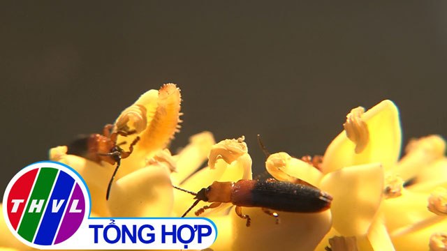 THVL | Phóng sự: Cảnh giác trước nguy cơ bùng phát dịch hại mới