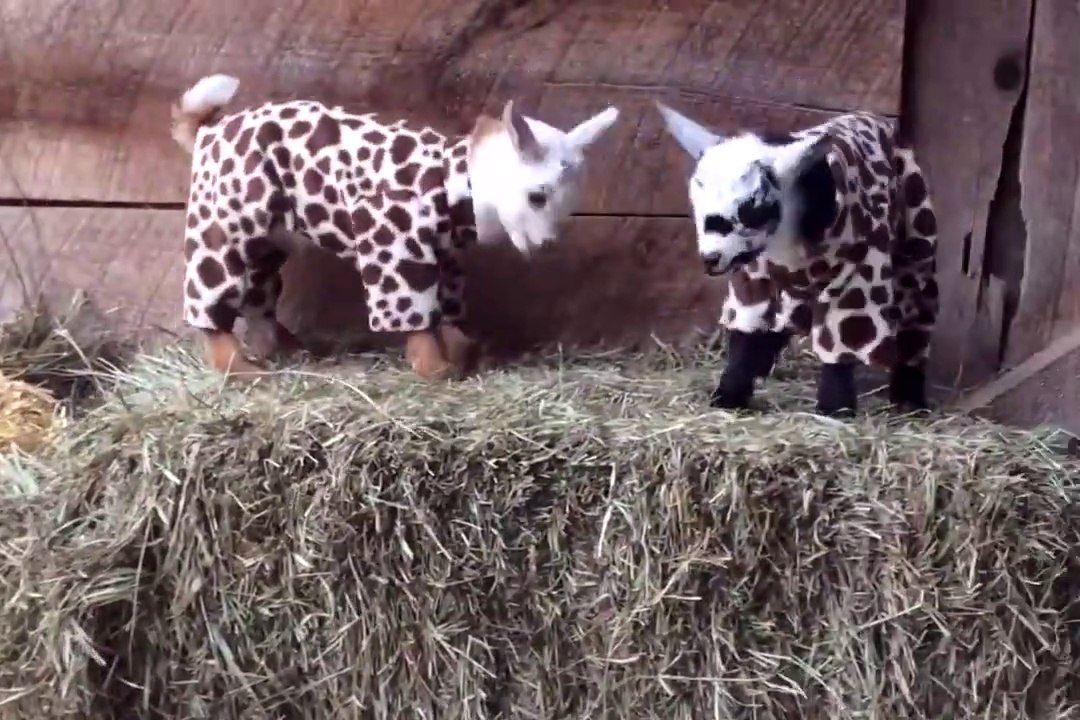 Lovely and funny goats! Goat Pajama Party! Wonderful moment