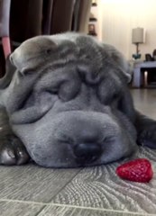 Lovely fat dog eating strawberries
