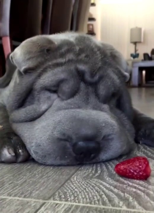 Lovely fat dog eating strawberries