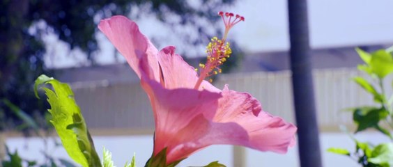 Flowers of Summer