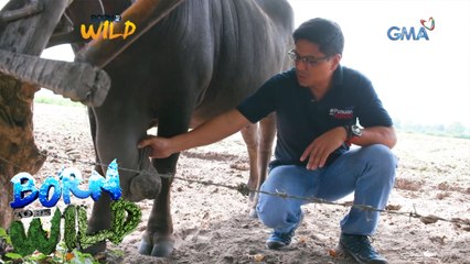 Born to Be Wild: Carabaos suffer from a mysterious lump