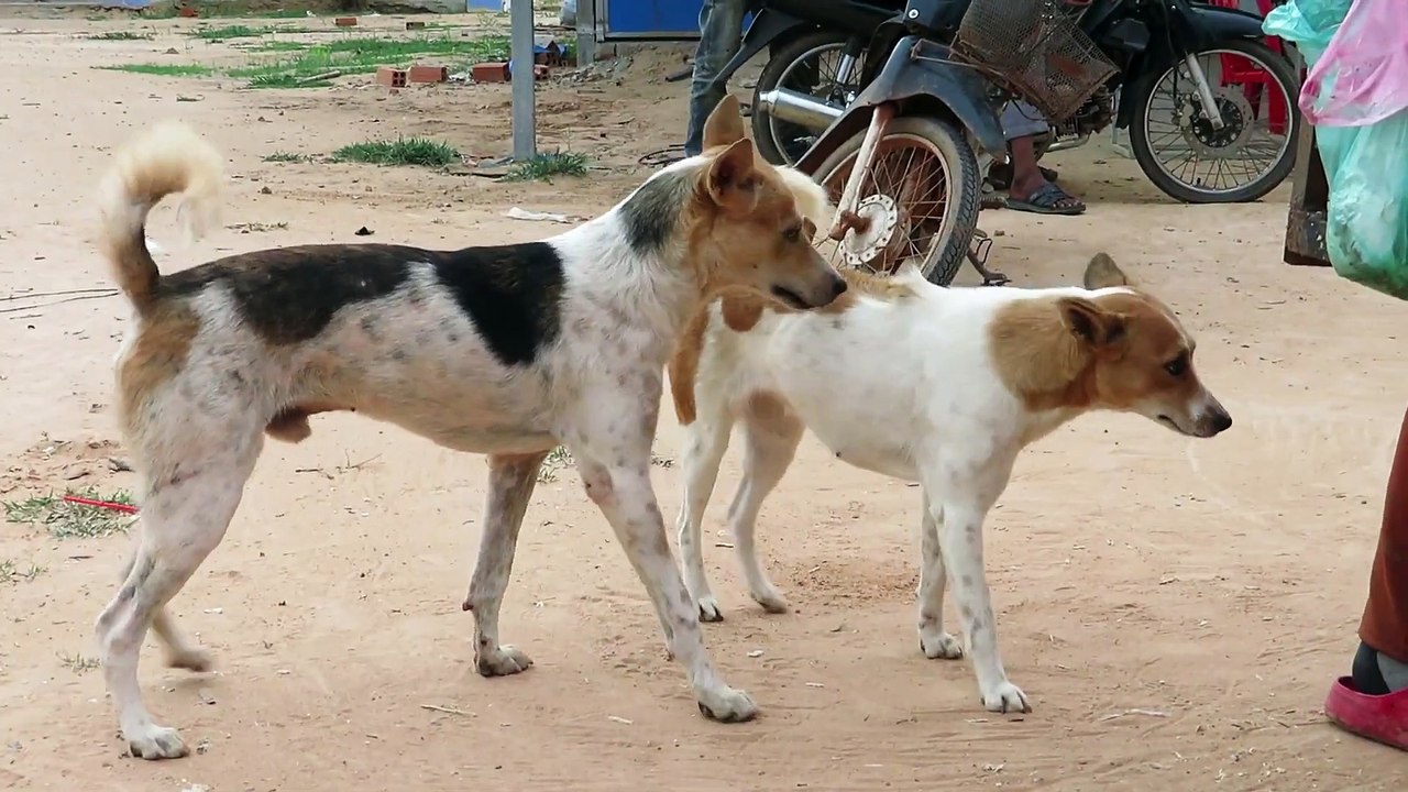 All Animal Breeds!! Best Dog Breeds 2018 - Sweet Dogs Playing On Grass