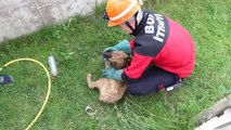 Kuyuya düşen yavru köpekleri itfaiye kurtardı - BOLU