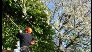 Tree Removal Sandringham Services