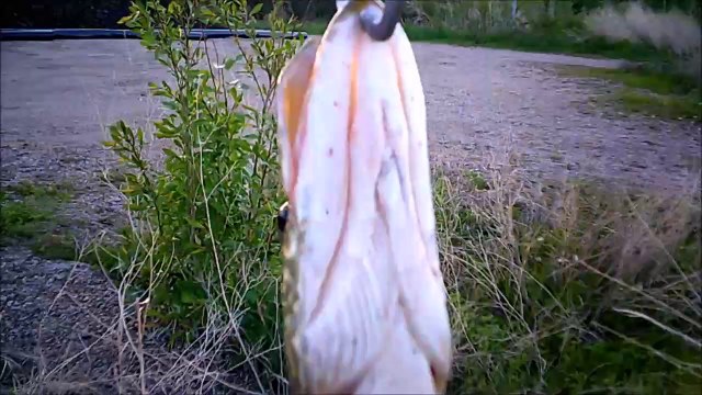 MCH 103 FISHING GULL LAKE ALBERTA CANADA.CATCHING THEM LIKE FINDING CANDY IN A CANDY STORE . LIP GRABBER .