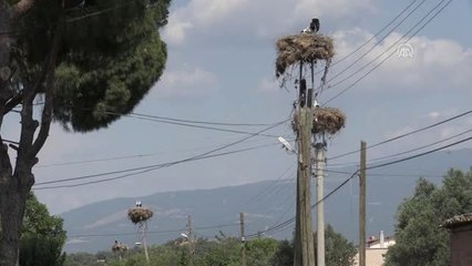 "100 leylekten 6'sı ip ya da poşetler yüzünden ölüyor"