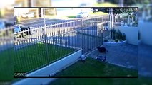 Câmera de segurança flagra furto de cachorro no Bairro Universitário