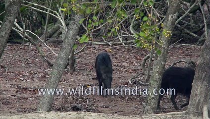 Wild Boars spotted at Sudhanyakhali Watch Tower, Sundarban , West Bengal, Inida| 4k stock footage