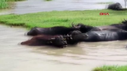 TOKAT MANDALAR, KAZ GÖLÜ'NDE SERİNLETİLİYOR