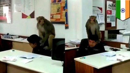 インドでサルが銀行強盗!? 銀行員を人質に… - トモニュース