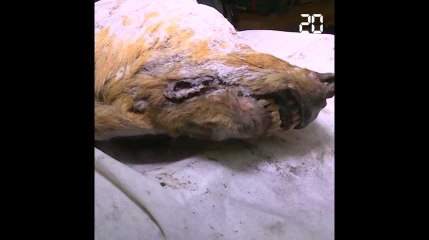 Russie: une gigantesque tête de loup vieille de 32.000 ans découverte en Sibérie