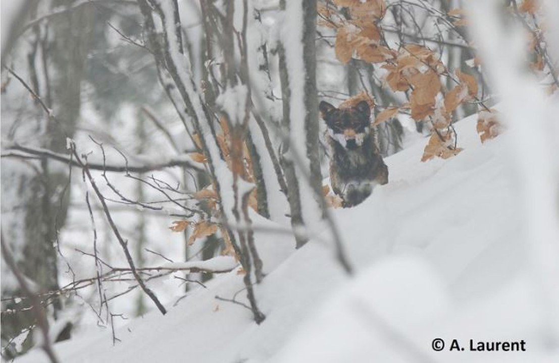 Le spécialiste alsacien du loup et du lynx, Alain Laurent, de l'Observatoire des Carnivores Sauvages, évoque la situation du loup dans le massif des Vosges et le Jura alsacien.