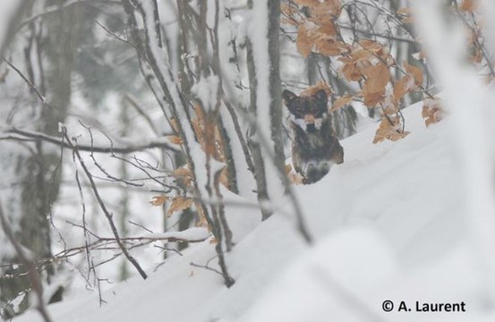 Le spécialiste alsacien du loup et du lynx, Alain Laurent, de l'Observatoire des Carnivores Sauvages, évoque la situation du loup dans le massif des Vosges et le Jura alsacien.