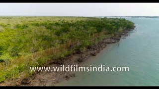 Flying over Sundarban Tiger Reserve , rare footage of how the Mangrove delta looks