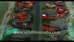 Beautiful red boats and green grass water way stationed under Dashmile Bridge, West Bengal, India. 4k Aerial stock footage