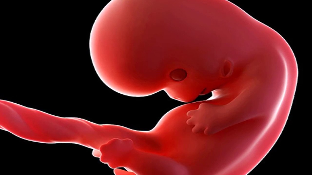 Hamilelik döneminin 4 Haftası bebek