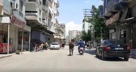 Vicdansızlar motosikletin arkasından atı kilometrelerce koşturdular