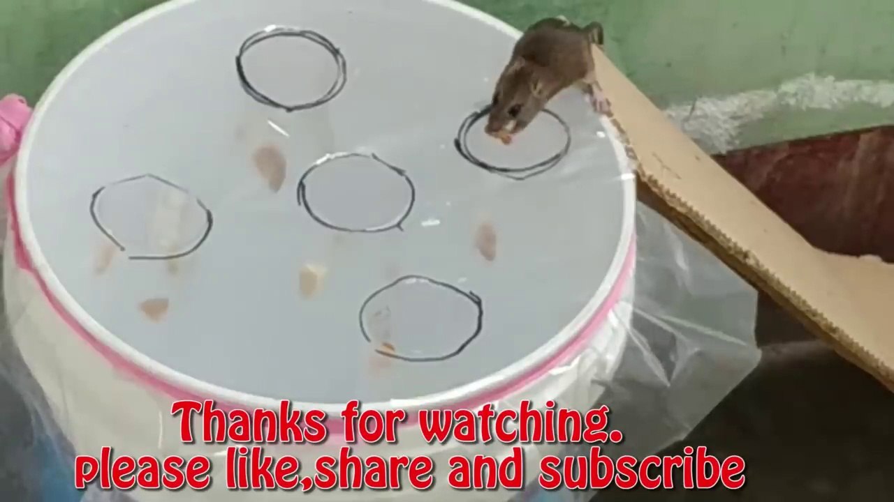 Good idea Mouse Trap  Best mouse Rat Trap  The best mouse trap I've ever seen