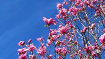 Flowers From A Tree Swaying