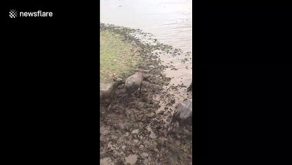 Herd of buffalo form line to wade through flood waters in Thailand