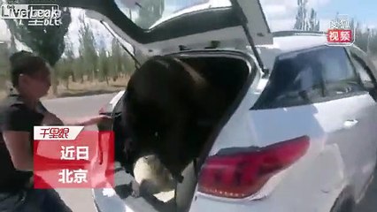 Il a fait rentrer un CHEVAL dans le coffre d'une voiture !