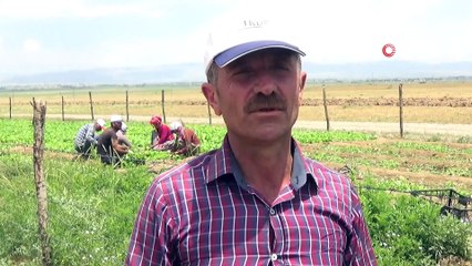 Muş’ta tütün ekimi başladı