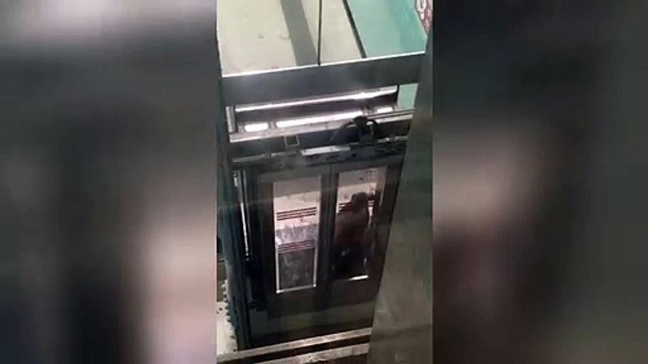 Wildschwein verirrt sich in die U-Bahn