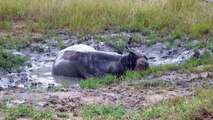 Cape Buffalo Enjoying a Mud Bath, Mala Mala Game Reserve, South Africa