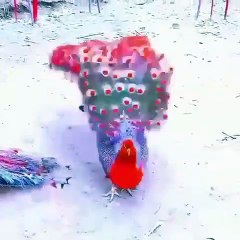 La roue magnifique de ces paons vont vous hypnotiser par leur beauté !