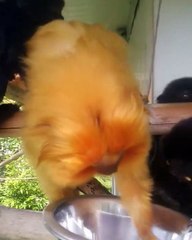 Les tamarins lion doré sont enfin visibles et se régalent pendant les goûters. Observez !