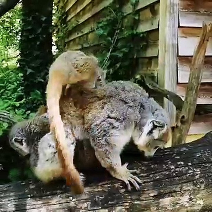 Quand un bébé lémurien fait ses premiers pas, v...