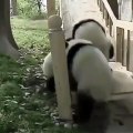 Ces bébés panda prennent du bon temps. Trop cute !