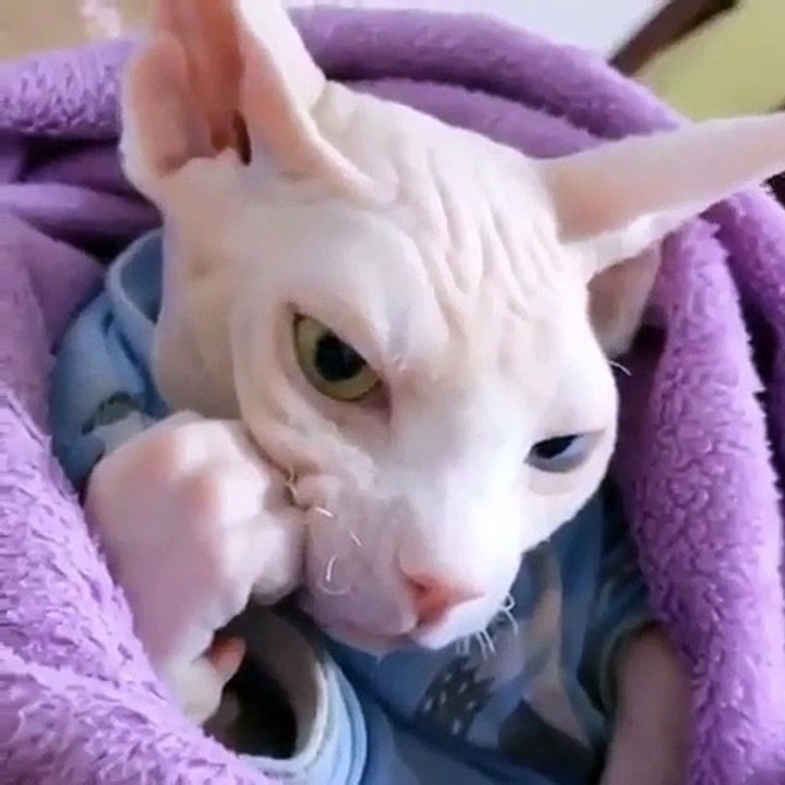 Ce chat phœnix ne comprend pas pourquoi on le filme comme ça. Marrant !