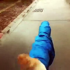 Ce chien a trouvé la tenue qu’il faut pour un temps pluvieux. Adorable !