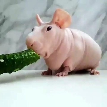 Ce cochon adore déguster des concombre. Trop chou !
