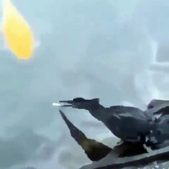 Regardez comment cet oiseau pèche le bon poisson. Incroyable !