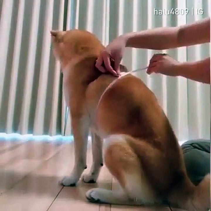 Ce chat n'aime pas ce qu'on va lui faire dans cette vidéo. Trop drôle !