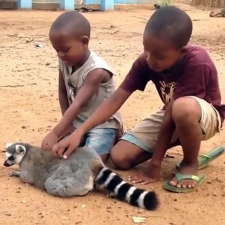 Ce lémur demande encore plus de caresses à ses mignons petits garçons. Trop chou !