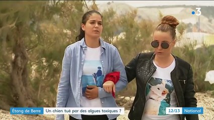 Environnement : des algues toxiques à l'origine de la mort d'un chien ?