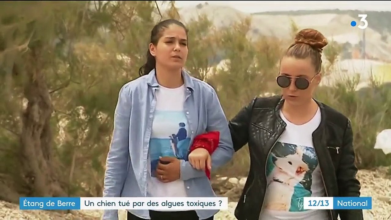 Environnement : des algues toxiques à l'origine de la mort d'un chien ?